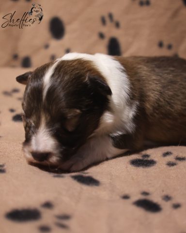 Dreamful Brownie Kiss