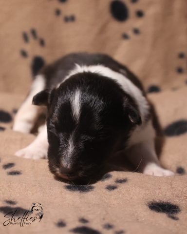 Daydreams Black Beauty