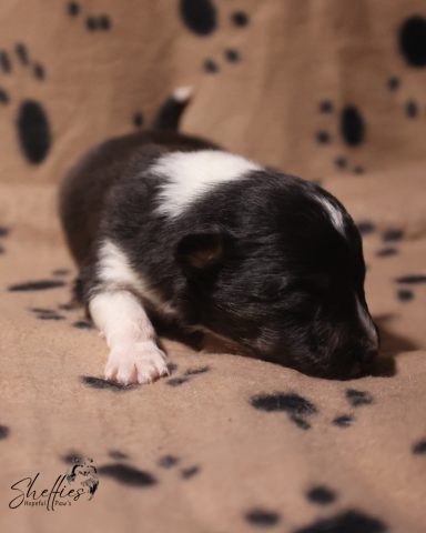 Dancing in the Moonlight